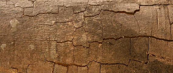Abstract background,
Cracks in the bark of the tree trunk texture.
for graphic design, space for text.