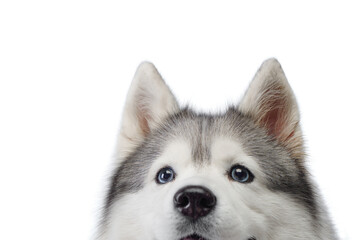 Siberian Husky with blue eyes. dog on a white background . Obedient pet 