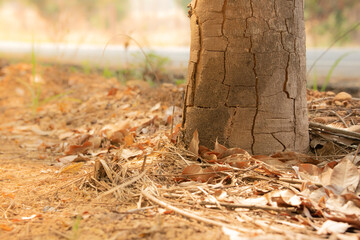 Cracks in the bark of the tree trunk.