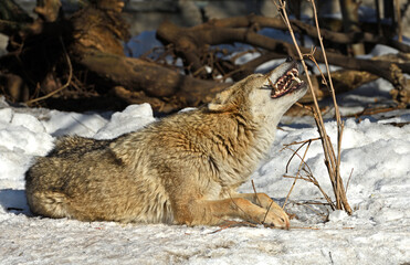 Obraz premium One-eared Eurasian wolf (Canis lupus lupus) lies in snow and gnaws twig. Demonstration of wolf teeth