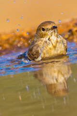 Pied Flycatcher, Ficedula hypoleuca, Forest Pond, Mediterranean Forest, Castile and Leon, Spain, Europe