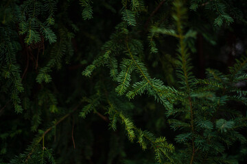 Branches of a Christmas tree background. Christmas pine wallpaper. Copy space. Spruce branches with needles in the park