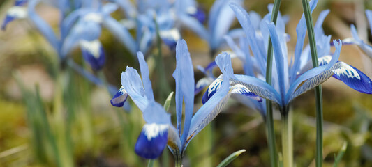 Close up of blue flowers in spring. Soft blue dwarf irises, Netted iris, Iris reticulata is a species of flowering plant in the family Iridaceae. They are small plants and bloom in early spring © Wolfborn Indiearts