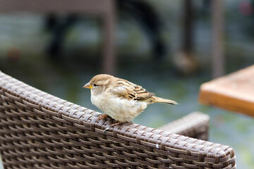 House sparrow bird on a chair