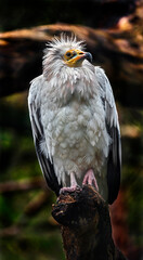 Egyptian vulture on the stone. Latin name - Neophron percnopterus