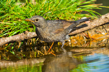 Blackbird, Turdus merula, Forest Pond, Mediterranean Forest, Castile and Leon, Spain, Europe