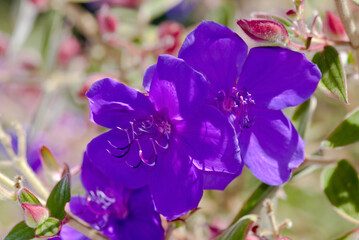 Glory Bush (Tibouchina urvilleana) in park, Los Angeles, California, USA