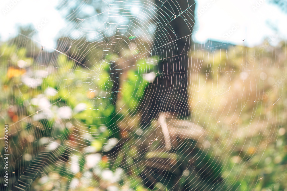 Poster cobweb or spider's web against a natural background.