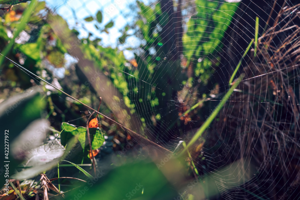 Poster cobweb or spider's web against a natural background.