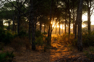 Obraz premium The sunset rays filter through the tops of the pines (Pinus pinea) creating a beautiful play of golden lights. (Huelva, EspaÃ±a)