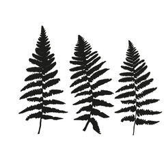 Vector fern leaves isolated black. Realistic hand drawn leaves illustration set on white background.
