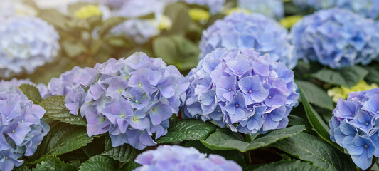 Spring summer gardening floral flower background banner panorama - Close up of beautiful purple...