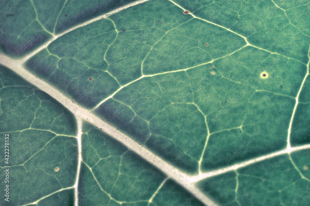 Poster Close up Beautiful leaf on a black pattern background texture for design. Macro photography view.