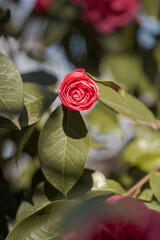 Eine sich öffnende Rose