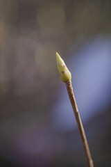 Eine grüne Knospe.