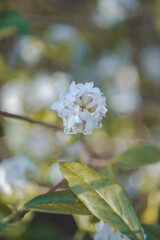 blooming tree