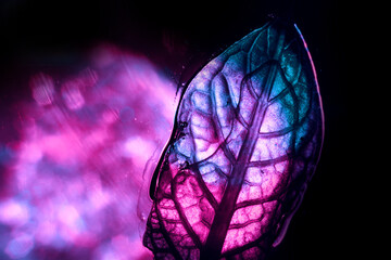 Close up Beautiful  leaf in multi colored light. Minimalism retro style concept. Black background...