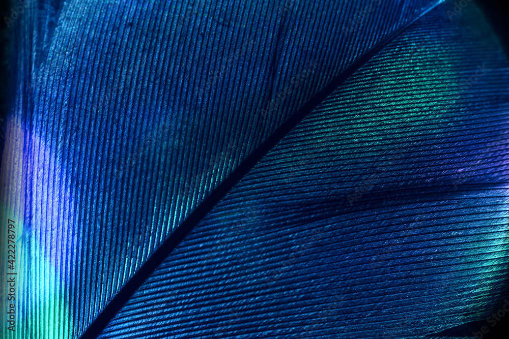 Poster Close up Bird feather colorful light. Beautiful background pattern texture for design. Macro photography view.