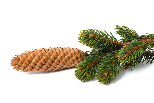 Spruce Branch With Cone