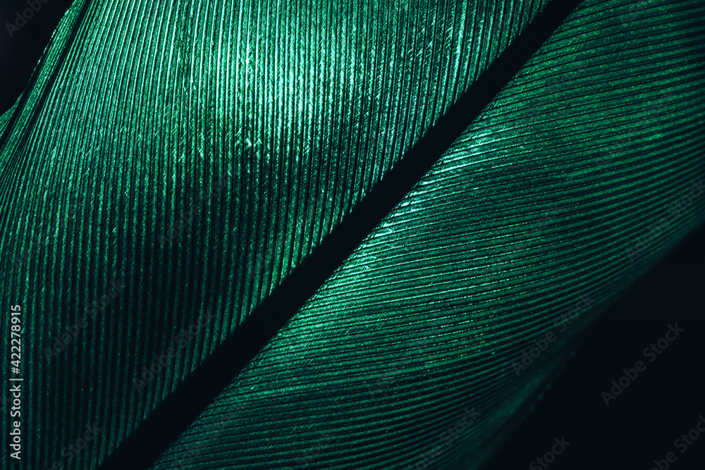 Poster close up bird feather dark-green colored light. beautiful background pattern texture for design. mac