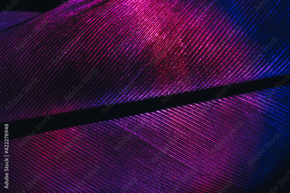 Poster Close up Bird feather neon colored light. Beautiful background pattern texture for design. Macro photography view.