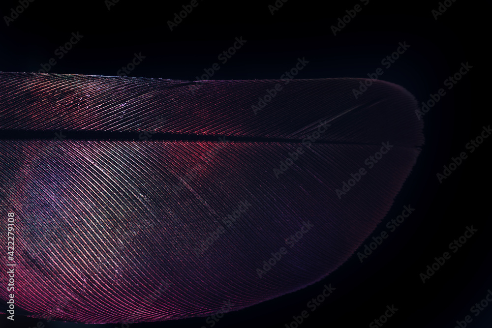 Poster Bird feather neon multi colored light. Beautiful background pattern texture for design. Macro photography view.