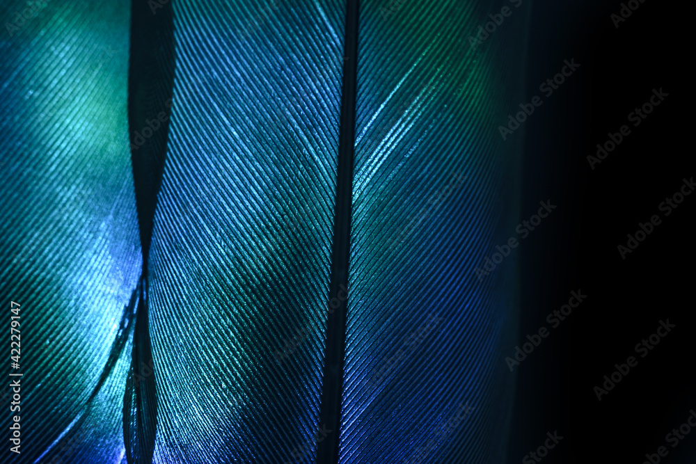 Poster Bird feather neon multi colored light. Beautiful background pattern texture for design. Macro photography view.