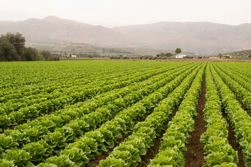 Fototapeta na wymiar Beautiful iceberg lettuce crop in completely green lines and the mountain in the background