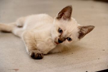 the cat is lying down