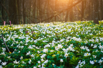 Fantastic forest with fresh flowers in the sunlight.