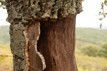 Detail of the layers of bark of a cork oak used in the manufacture of cork