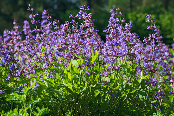 Bushes of  blue - violet wildflowers on blurred greenery  background in sunny day.