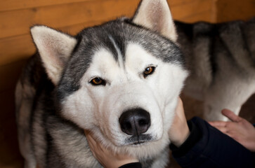 The Husky dog looks at the camera and he is stroked around the neck of his hands. The concept of animal shelter, volunteering, shelters of temporary maintenance of animals