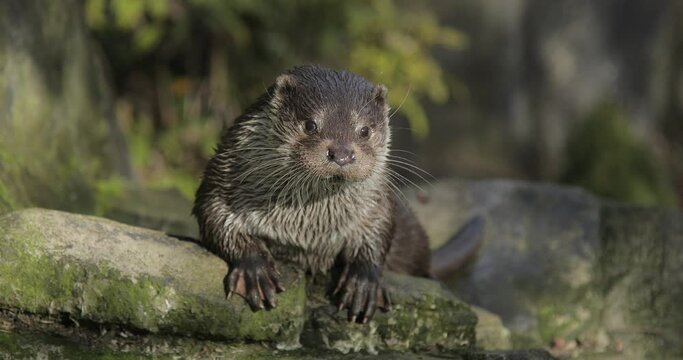 wild beaver near lake. Close up. Funny beaver