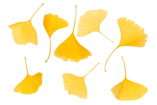Yellow-leafed gingko leaves Autumn image