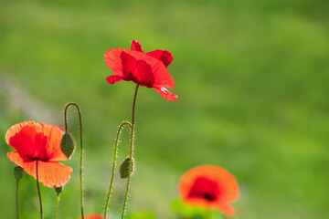 Amazing  insolated red  fresh poppy flowers and some buds