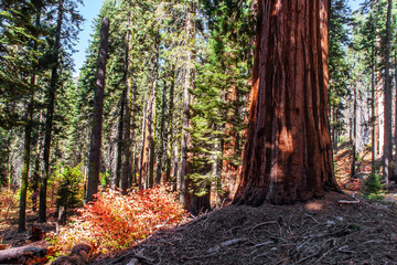  Sequoia Park in California