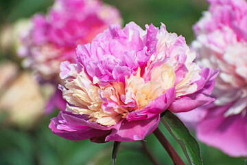 Macro view of big terry pink - cream pion flower on  a blurred background of other peonies