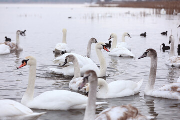 Obraz premium White swan flock in spring water. Swans in water. White swans. Beautiful white swans floating on the water. swans in search of food. selective focus