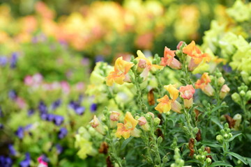 Colorful snapdragon flowers (Bunny rabbits, Antirrhinum majus) blossom in a garden, Decoration plant, Spring season