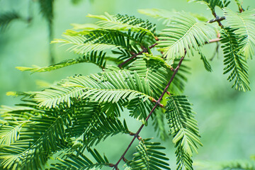 Fresh green branch of metasequoia leaves on blurred greenery  background