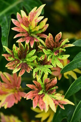 Fototapeta premium Colorful Coleus or Painted nettle (Solenostemon scutellarioides), Decoration leaf plant in a garden, Spring season