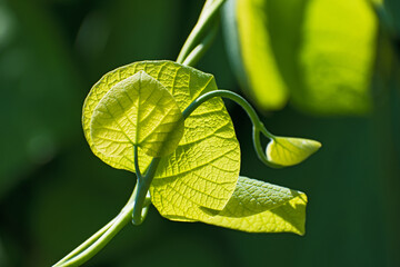 Two  insolated fresh heart shaped leaves with curl