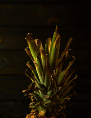 A green pineapple leafs on dark background