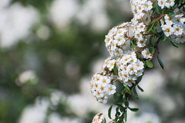 Beautiful fresh  branch with inflorescences of white spirea flowers