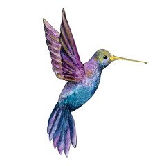 Sketch drawing of a watercolor hummingbird on a white background. Illustration size 3000x3000 px