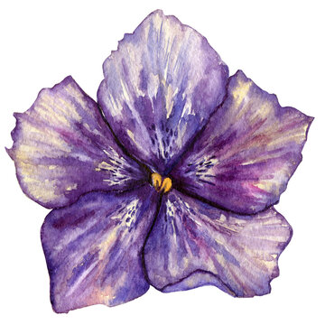 A purple watercolor flower on a white background hand-painted. Illustration size 3000x3000 px