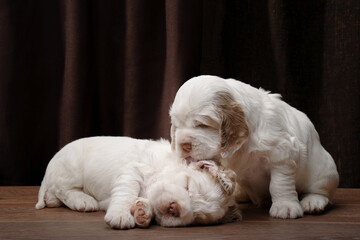 two puppies on brown. newborn dog clumber spaniel indoors