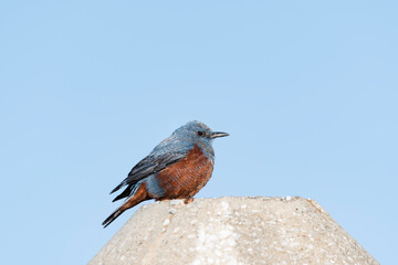 イソヒヨドリ雄(Blue Rock Thrush)
