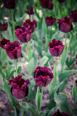 Fototapeta premium Purple tulips